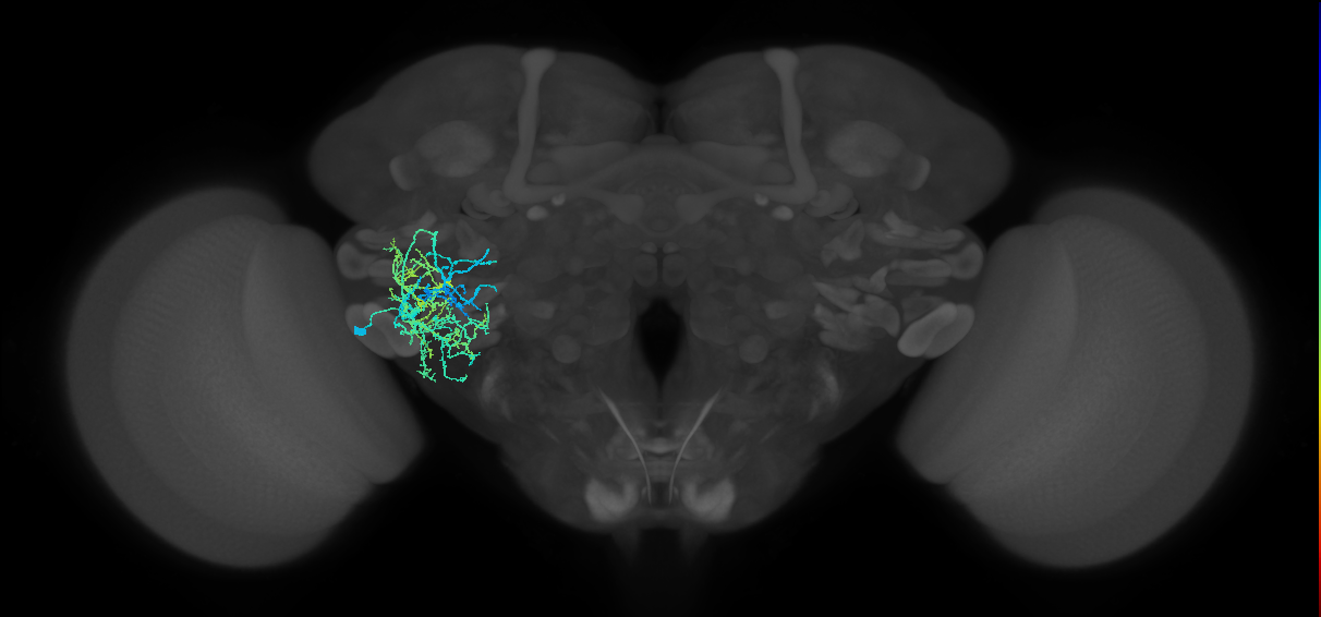 adult VLPl&p2 lineage neuron
