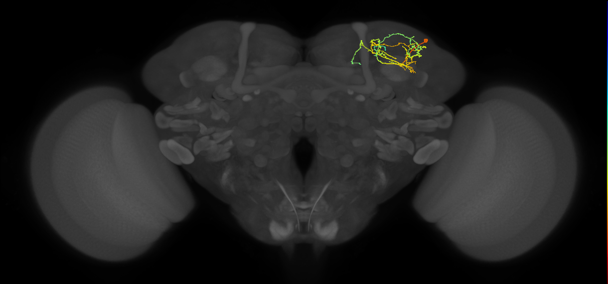 adult VLPd&p1 lineage neuron