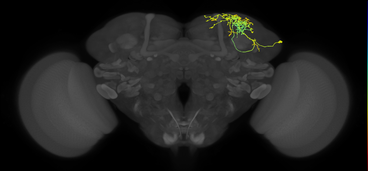 adult SLPal1 lineage neuron