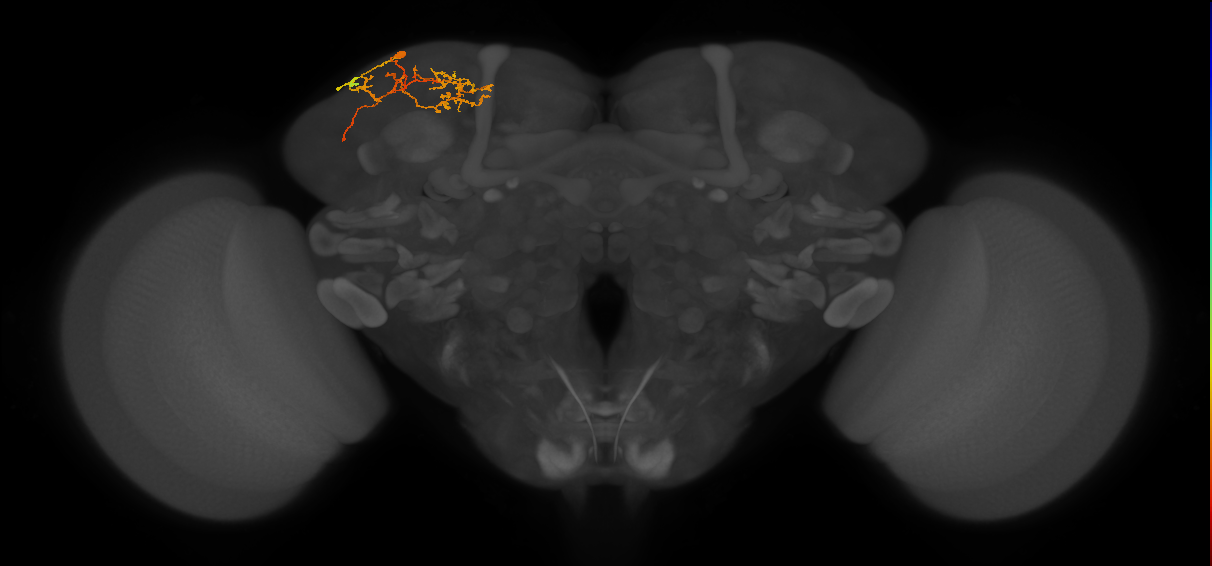 CB0394_L (MaleCNS:104034)