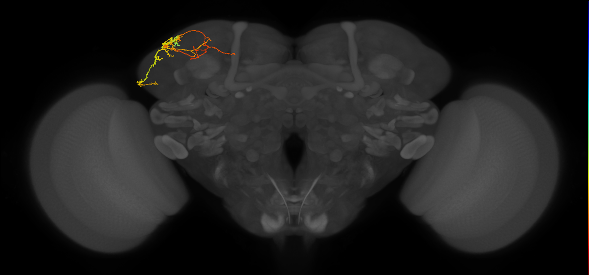 adult SLPpl1 lineage neuron