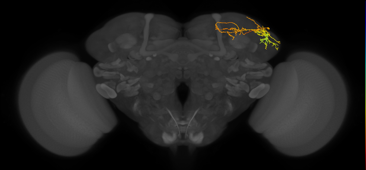 adult SLPpl1 lineage neuron