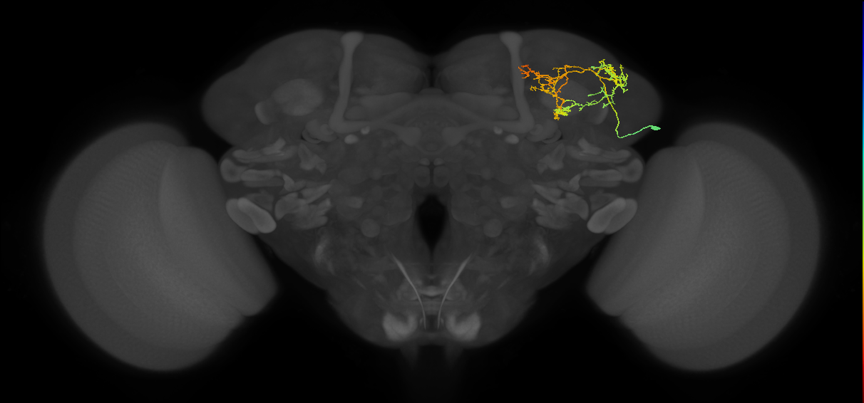 adult SLPal5 lineage neuron