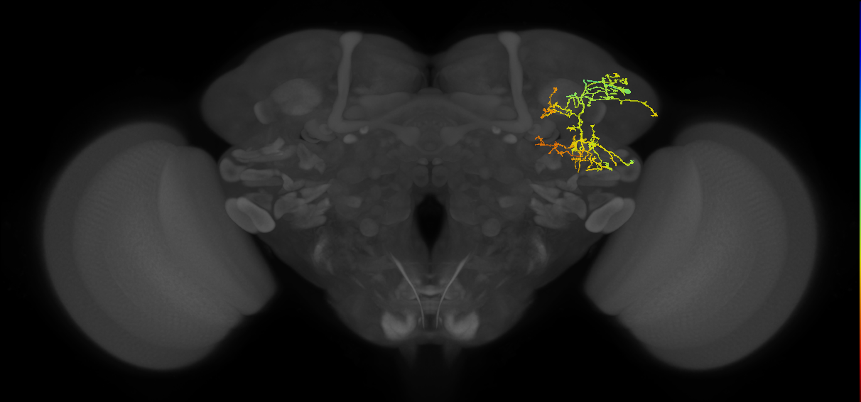 adult SLPad1 lineage neuron