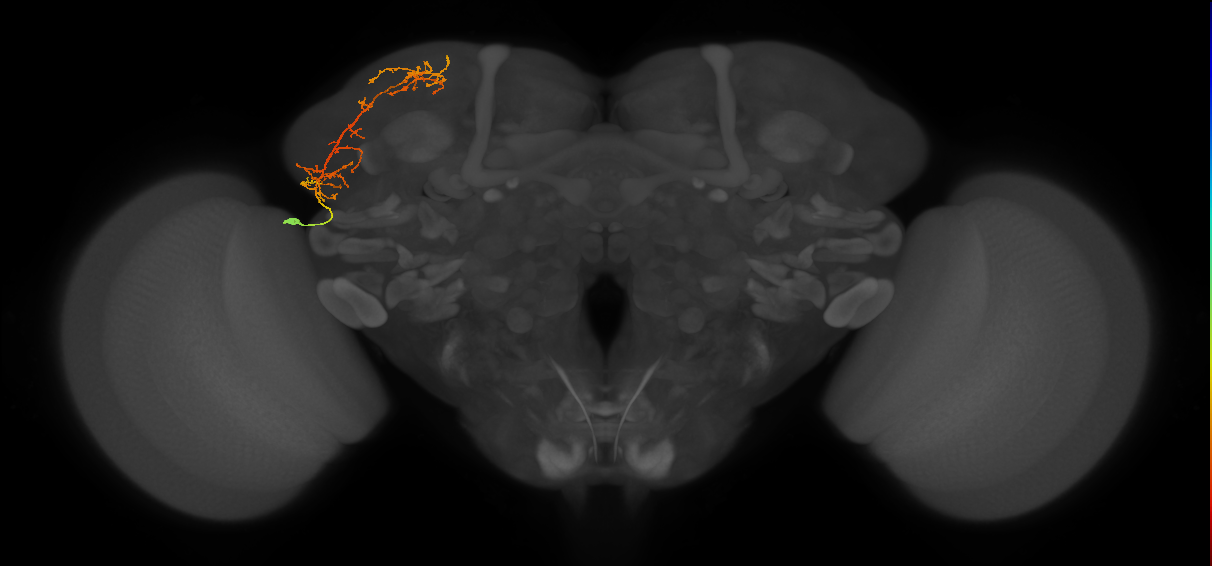 adult SLPpl3 lineage neuron