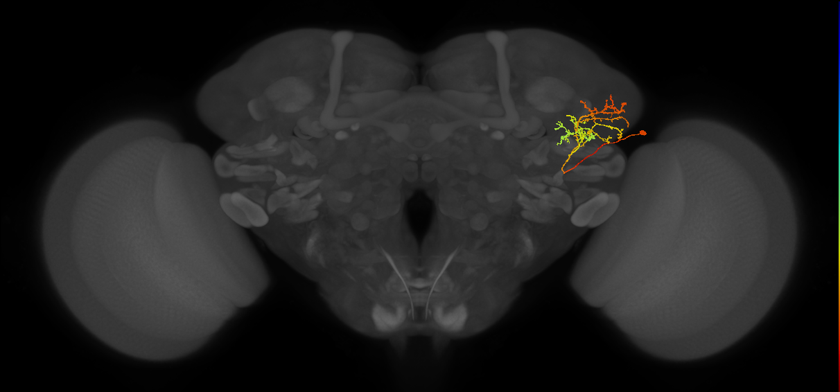 adult VLPp&l1 lineage neuron