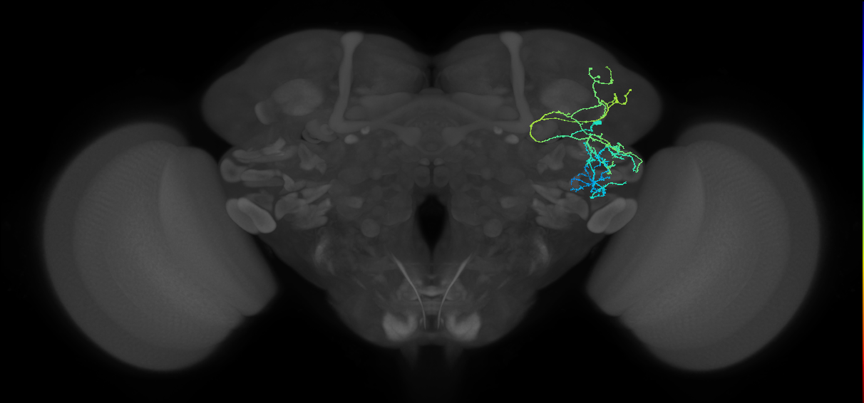 adult VLPl&d1 lineage neuron
