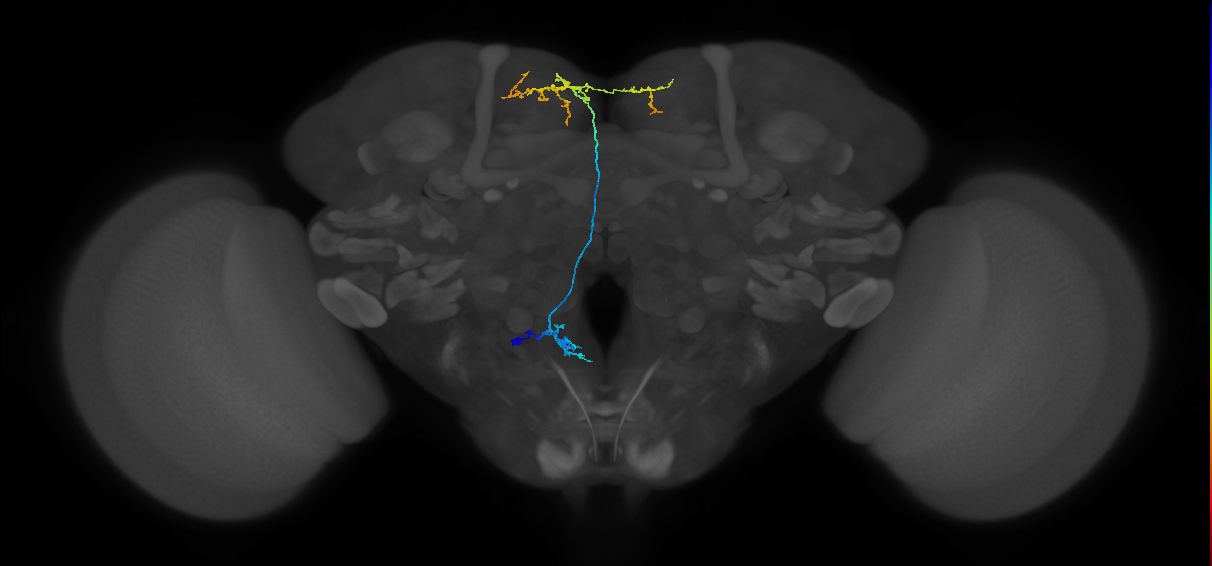 adult FLAa2 lineage neuron