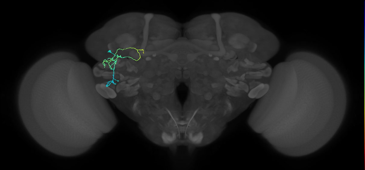 adult VLPl&d1 lineage neuron