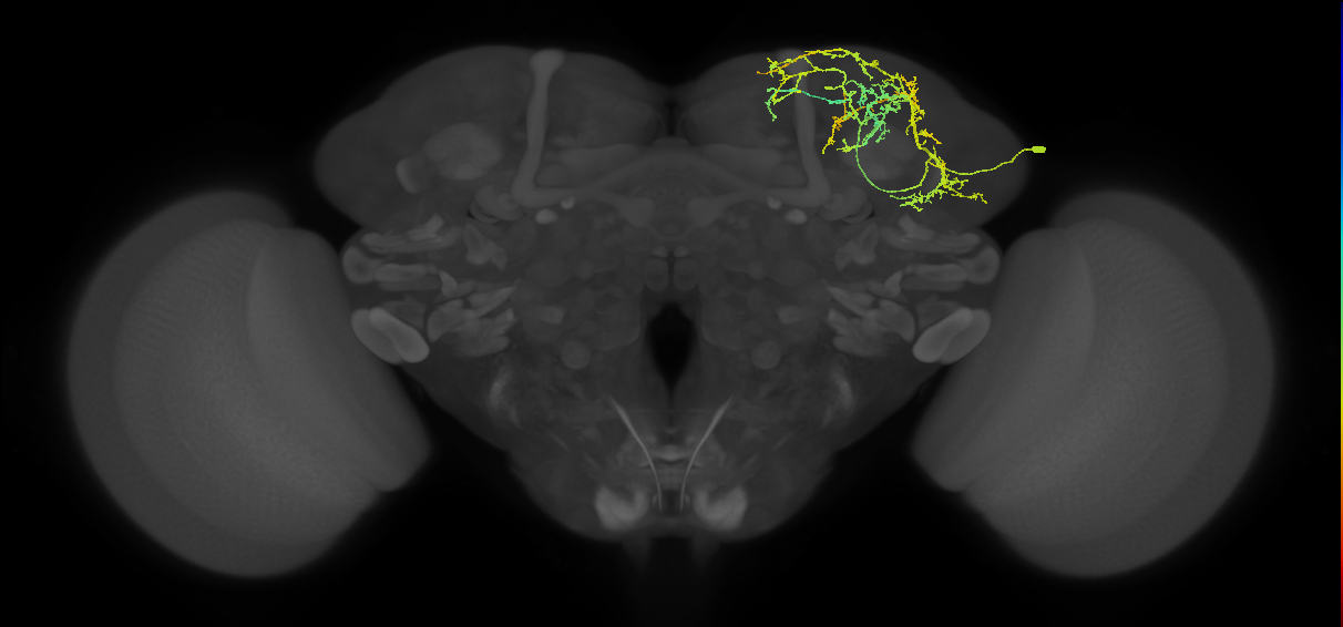 adult SLPal1 lineage neuron