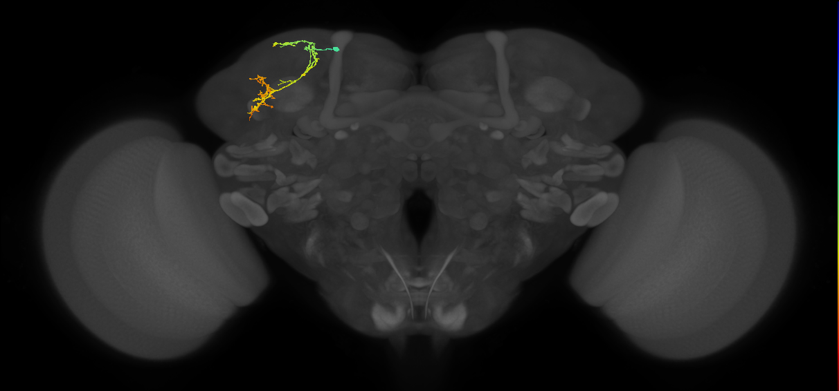 adult LHd1 lineage neuron