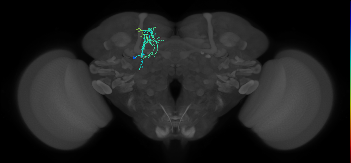DALv2 lineage neuron