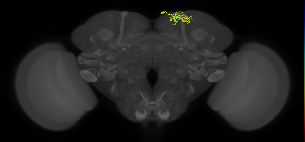 adult interneuron