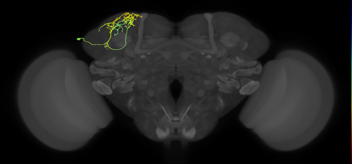 adult SLPal1 lineage neuron