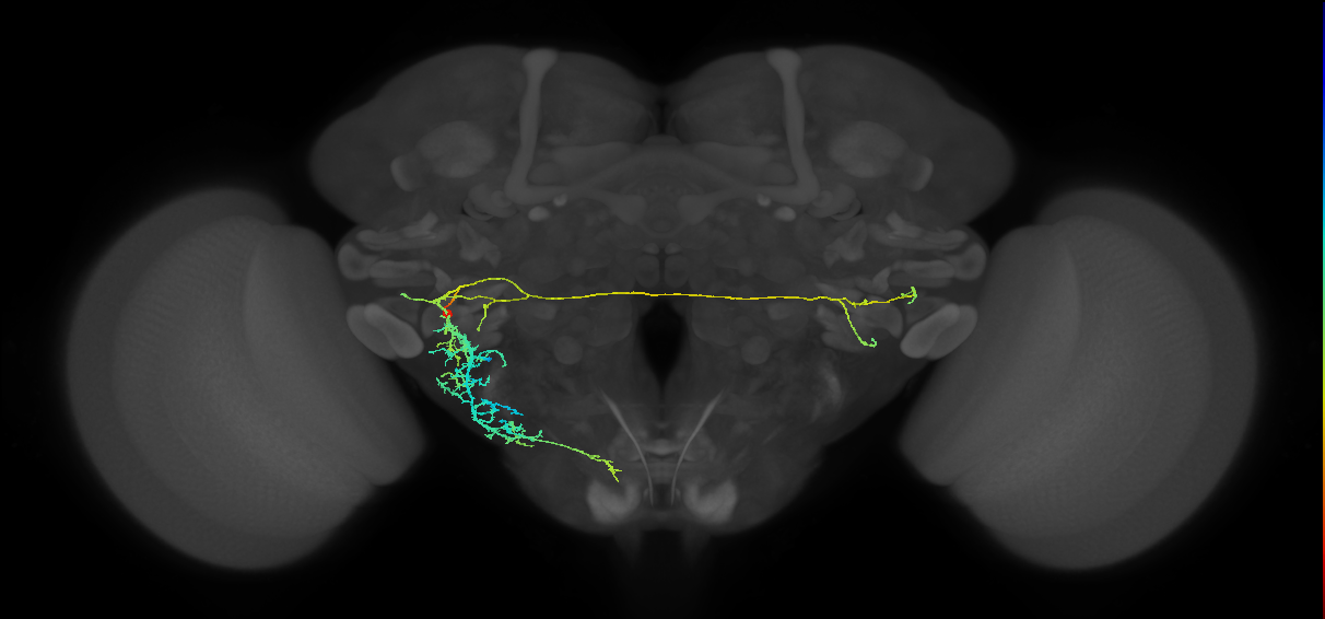 adult VLPl&p2 lineage neuron