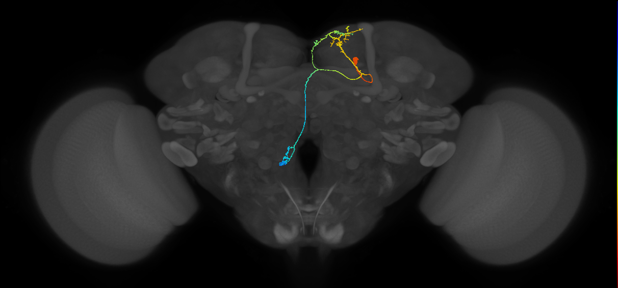 adult SMPpv1 lineage neuron