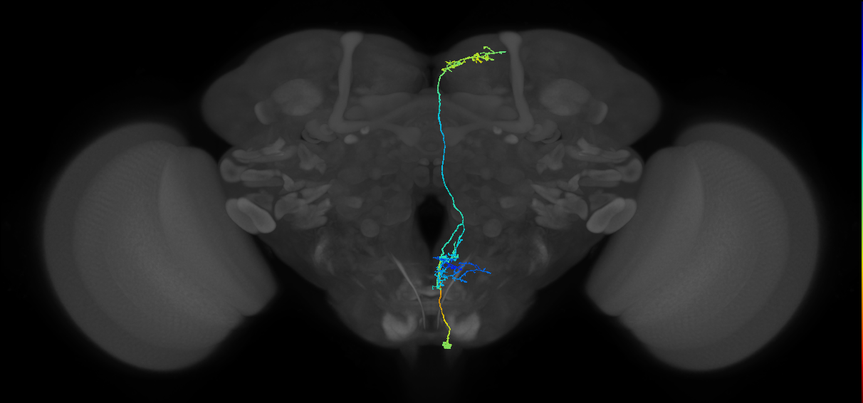 gnathal ganglion neuron