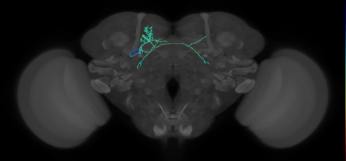 adult EBa1 lineage neuron