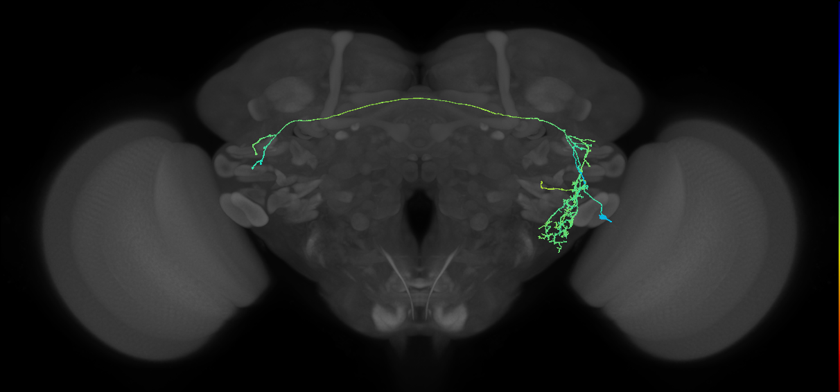 adult VLPl&p2 lineage neuron