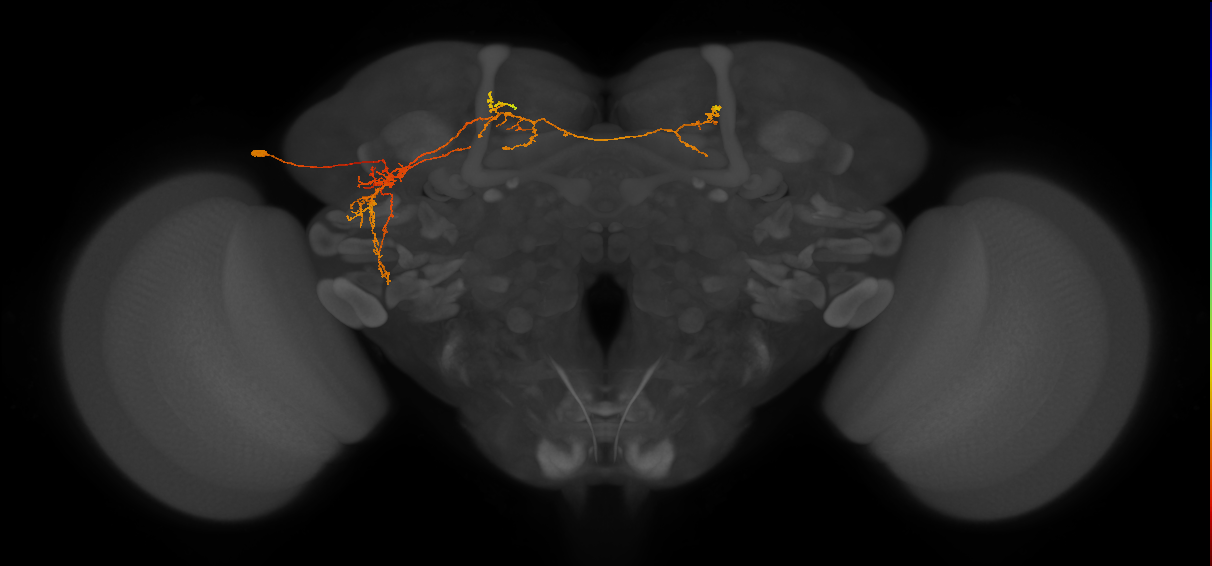 adult LHp2 lineage neuron
