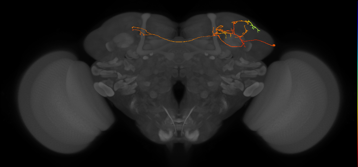 adult LHp2 lineage neuron