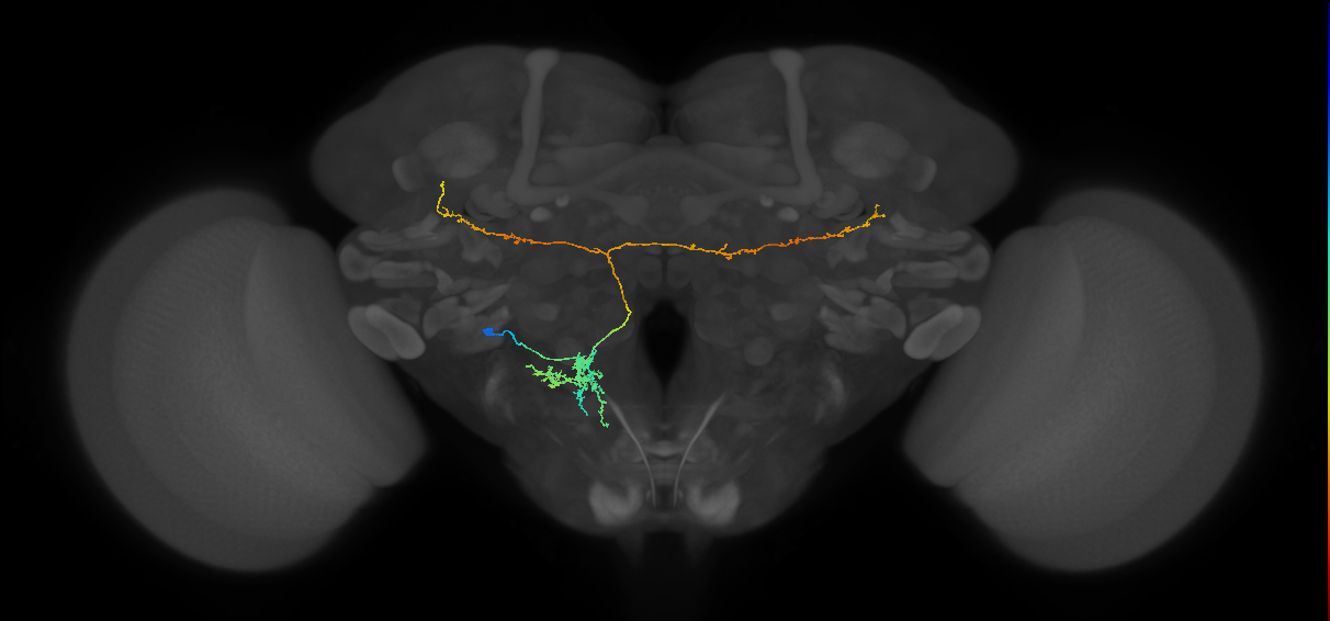 adult VESa2 lineage neuron