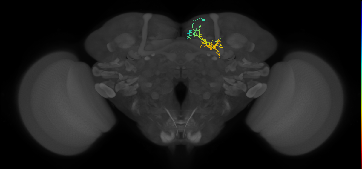 adult SMPad2 lineage neuron