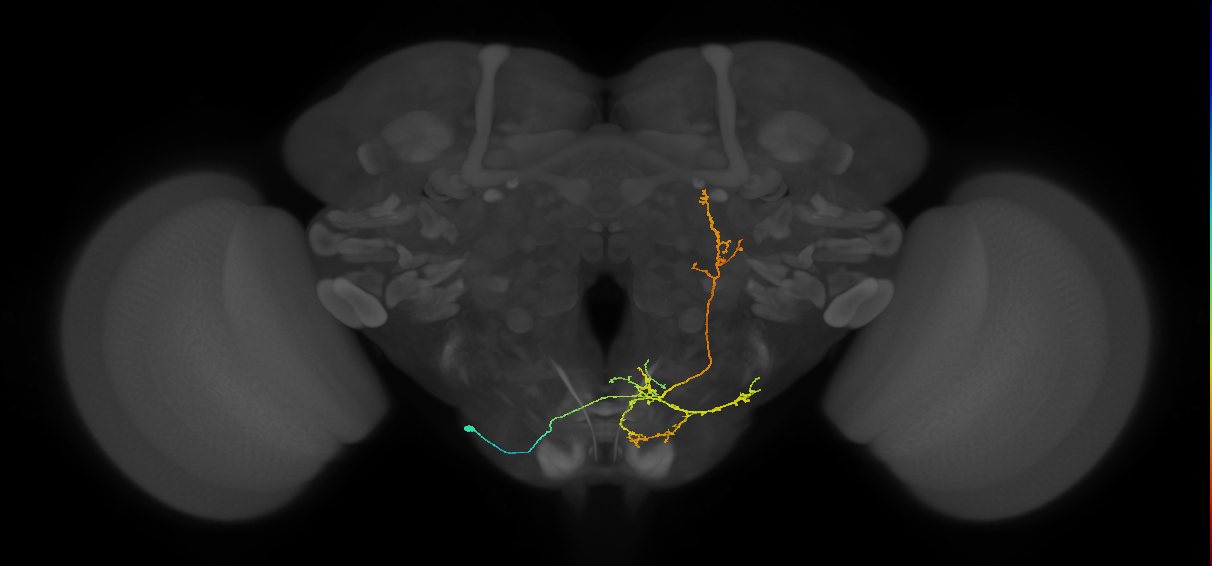 adult interneuron