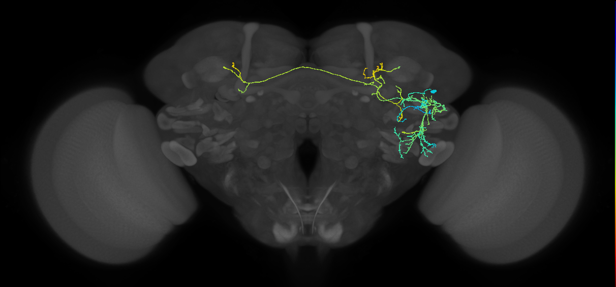 adult interneuron