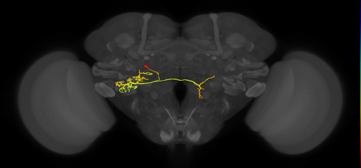 adult VLPp2 lineage neuron