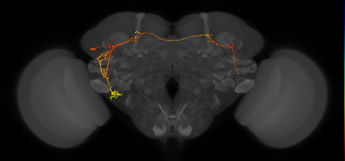 adult LHp2 lineage neuron
