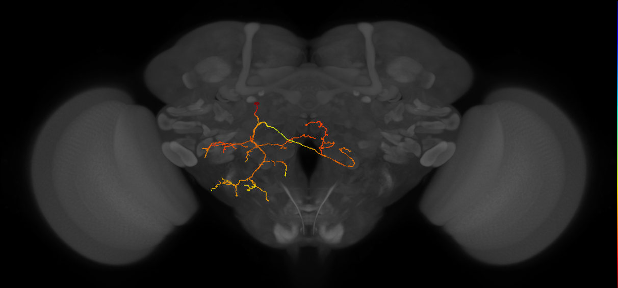 CM3 lineage neuron