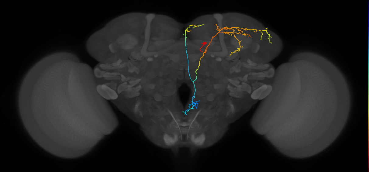 DPMpm1 lineage neuron