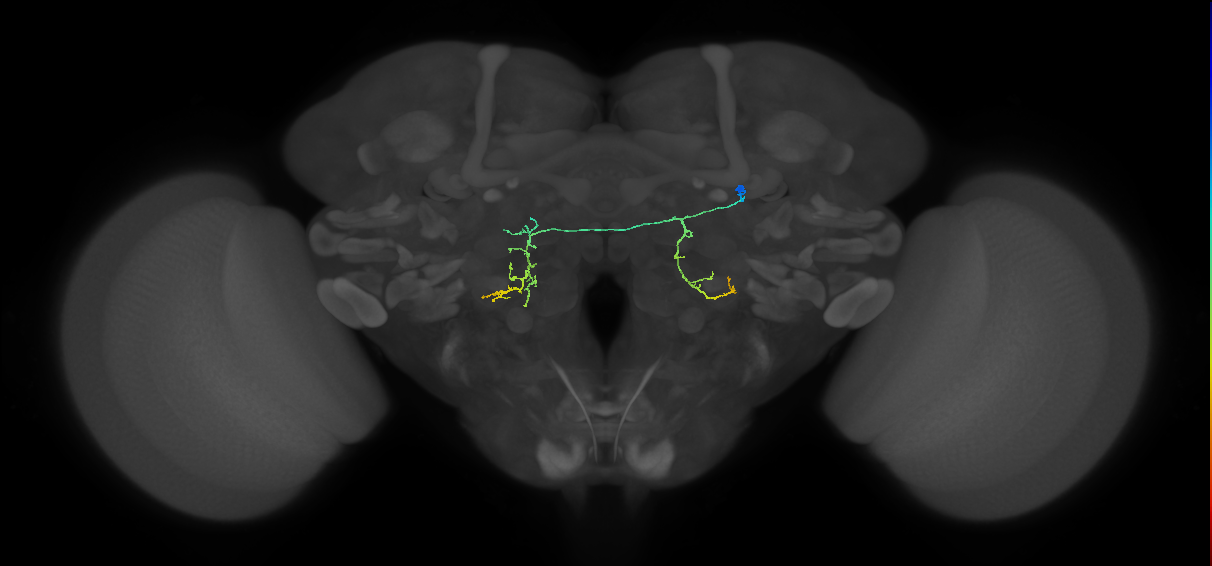 adult AOTUv3 lineage neuron