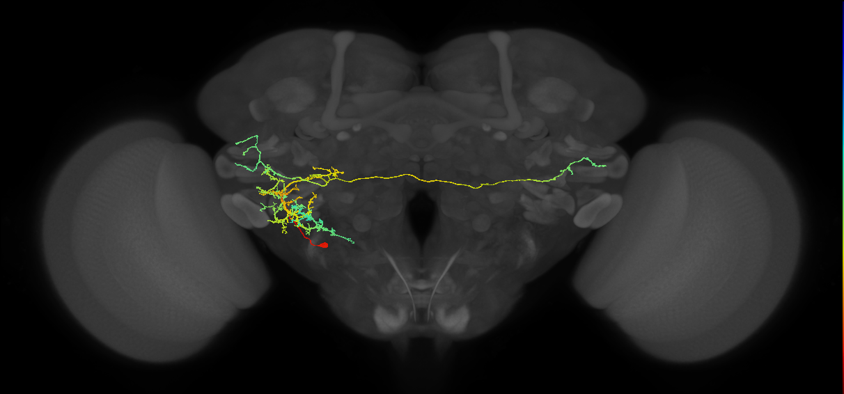 adult VLPl&p2 lineage neuron