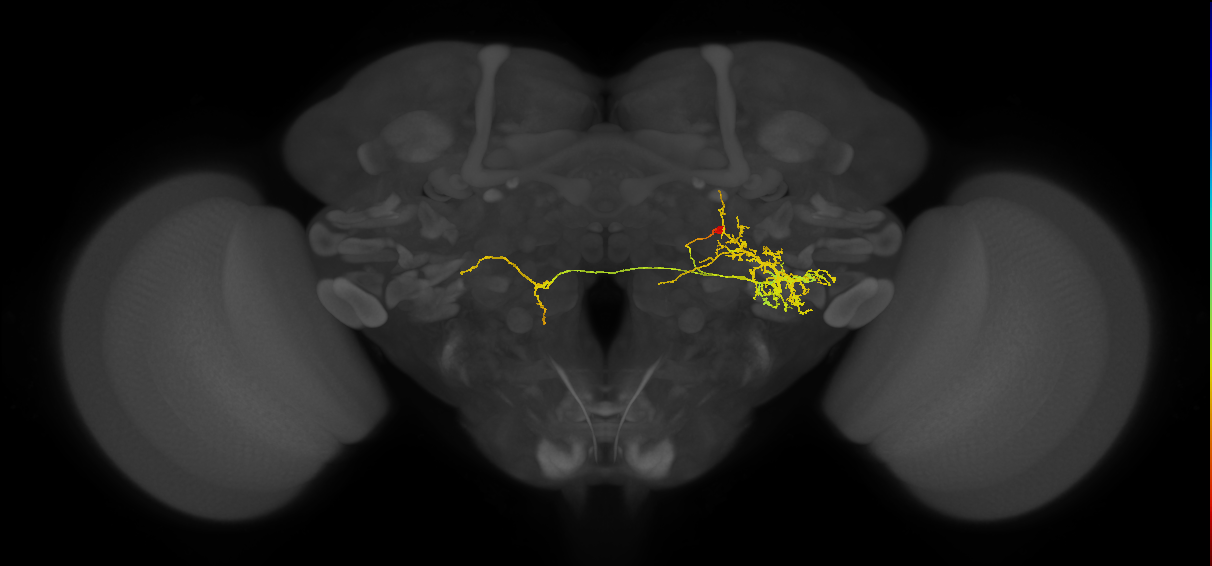 adult VLPp2 lineage neuron