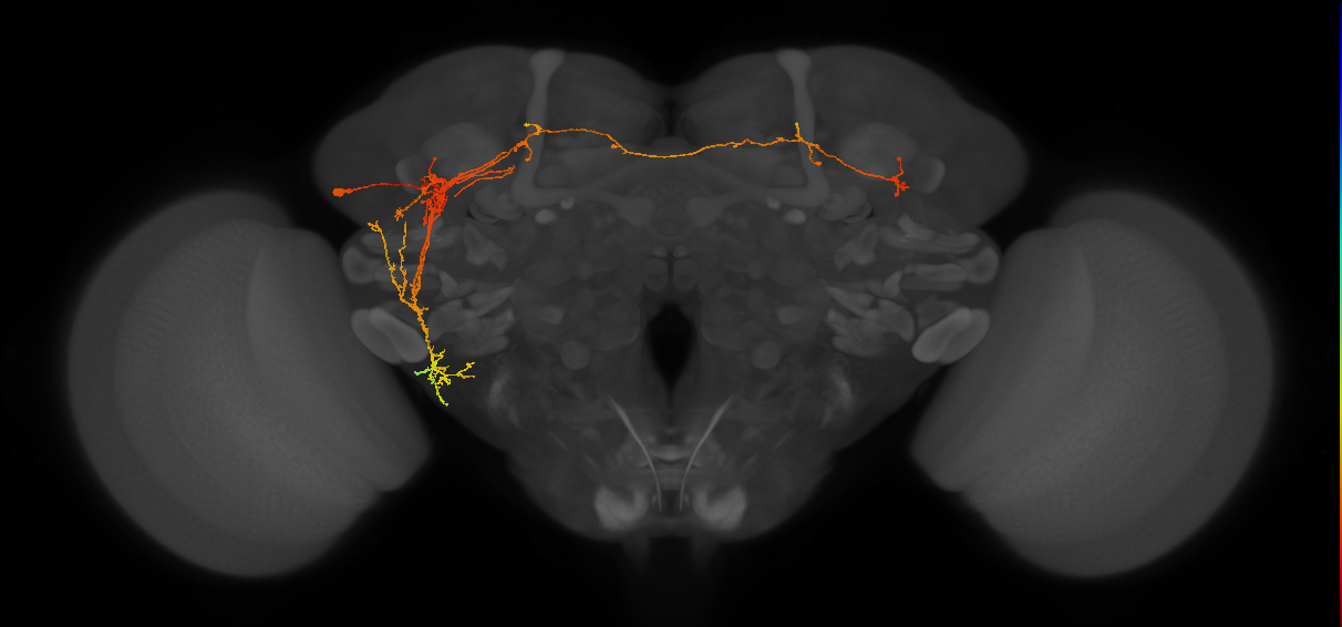 adult LHp2 lineage neuron