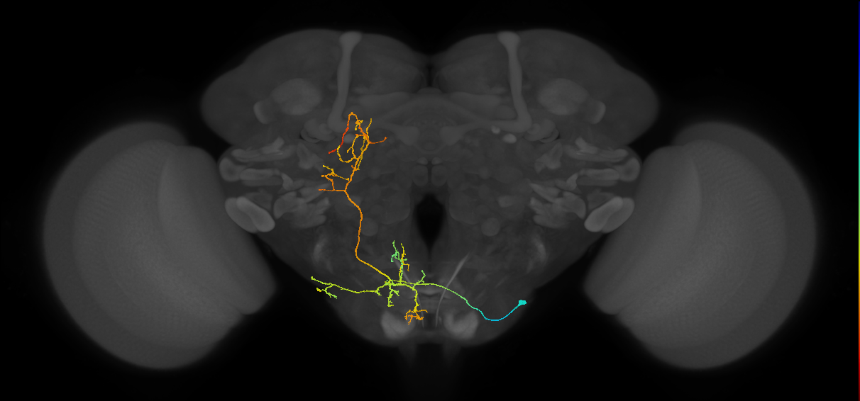 gnathal ganglion neuron