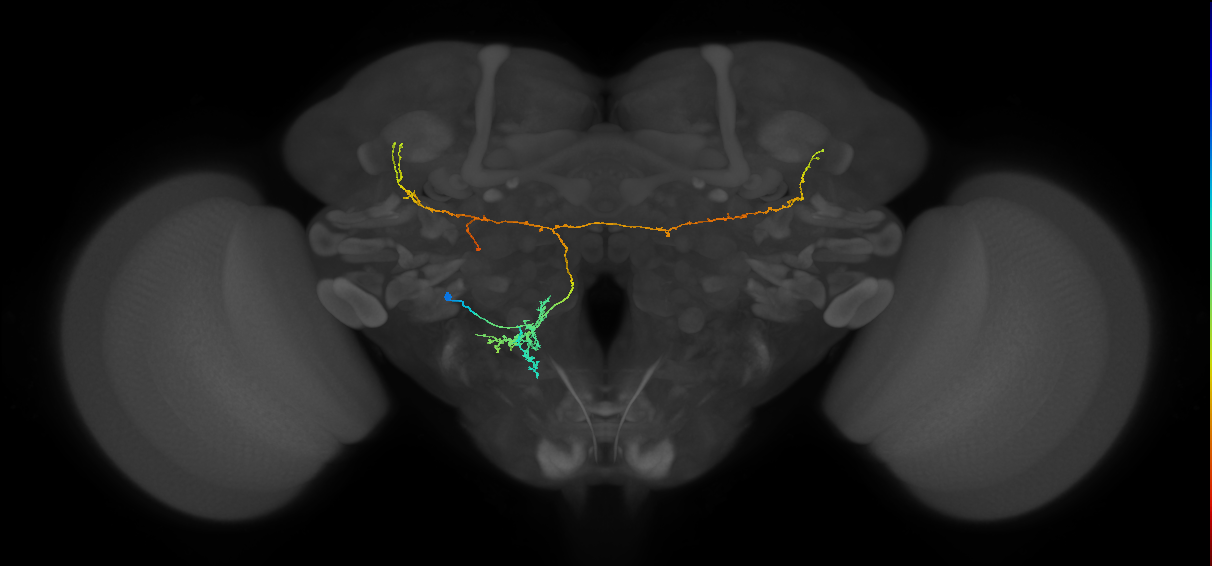 adult VESa2 lineage neuron