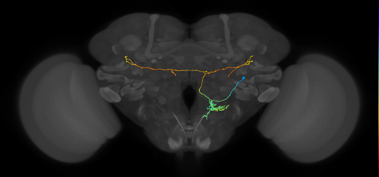 BAlp1 lineage neuron
