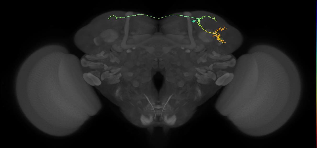adult LHd1 lineage neuron