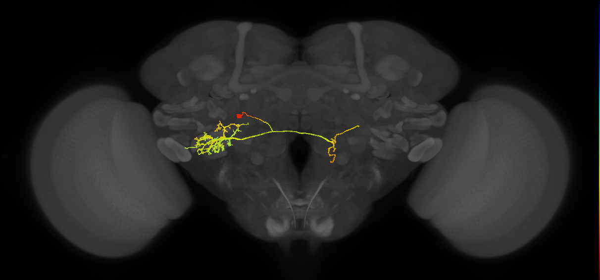 adult VLPp2 lineage neuron