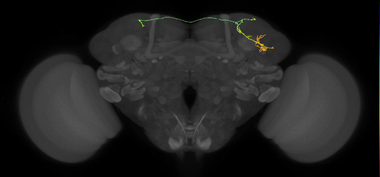adult LHd1 lineage neuron