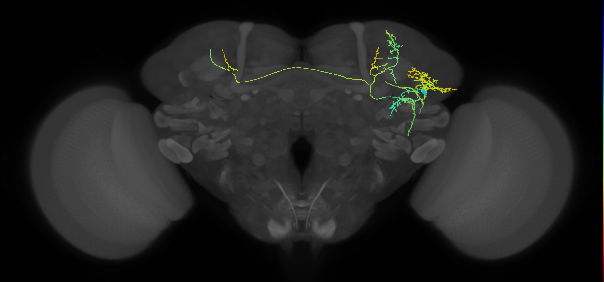 adult VLPl&d1 lineage neuron