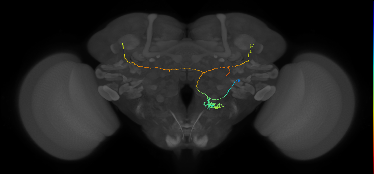 adult VESa2 lineage neuron