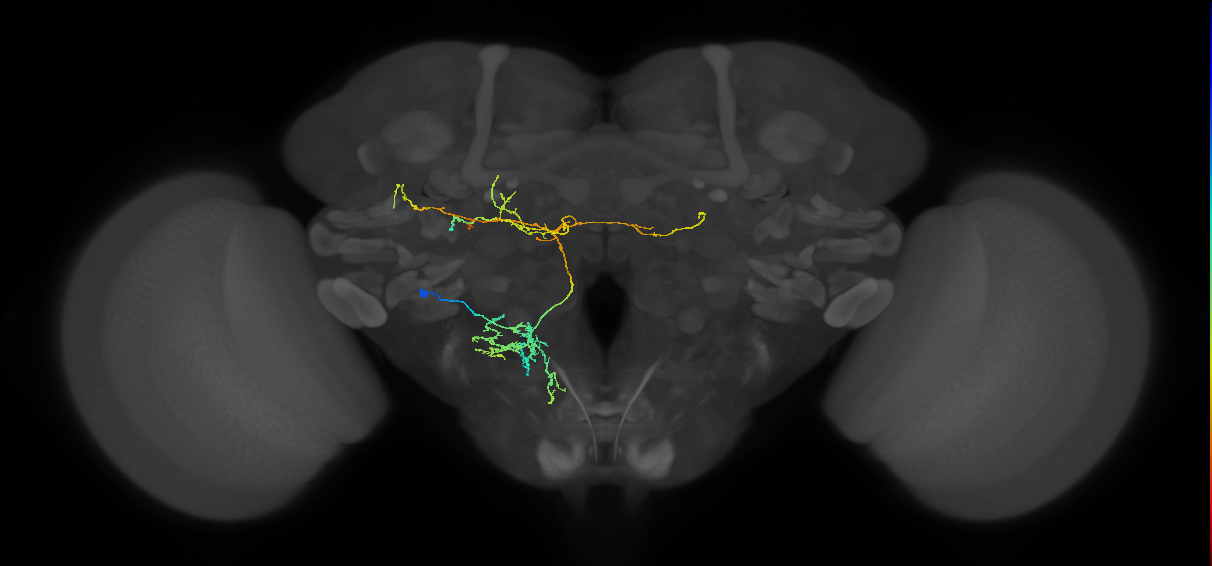 adult VESa2 lineage neuron