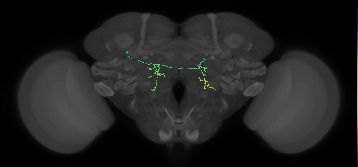 adult AOTUv3 lineage neuron