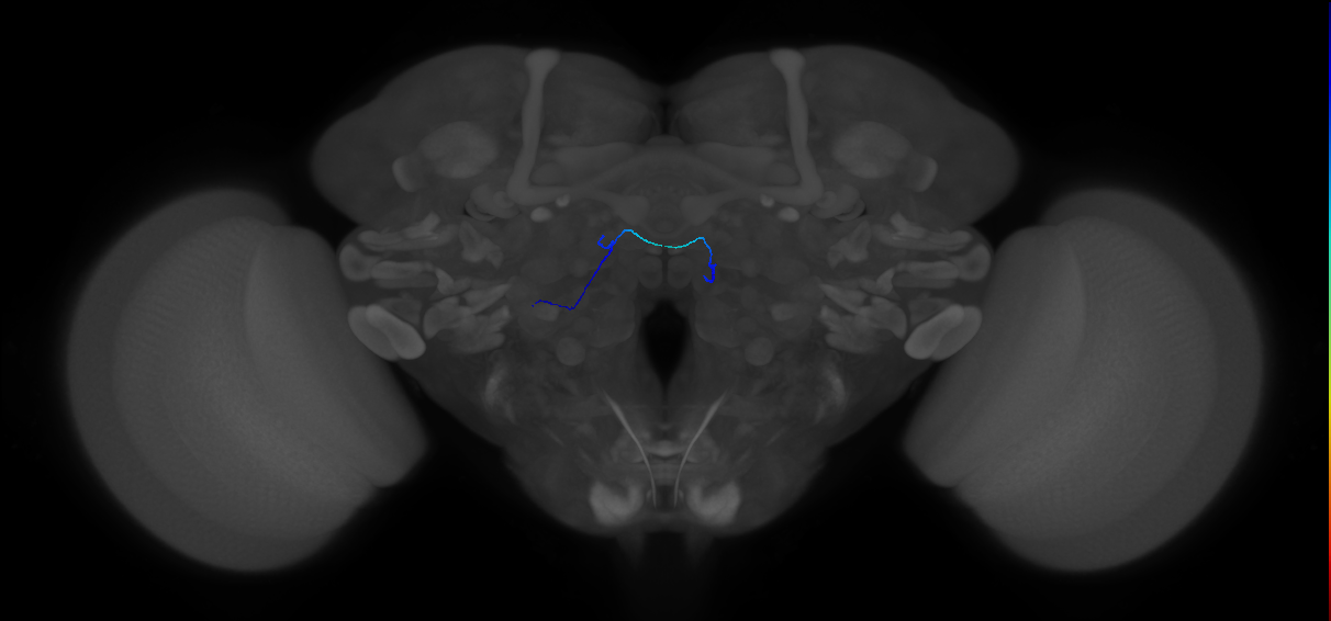 adult olfactory receptor neuron