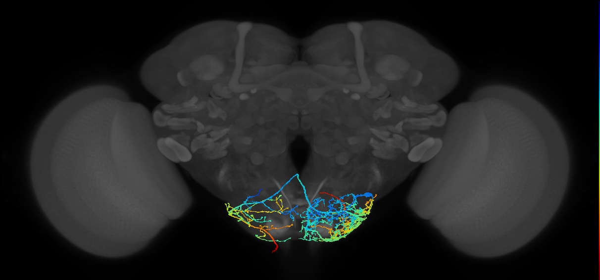 adult descending neuron