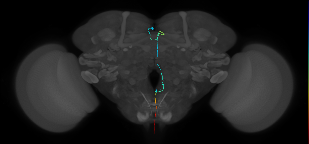 adult descending neuron
